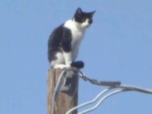 Il gatto ha aspettato per giorni in cima a un palo prima che qualcuno riuscisse a salvarlo