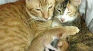 Papà gatto supporta la compagna mentre dà alla luce i suoi gattini: questo è puro amore