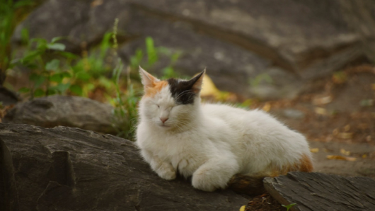 Gatto sdraiato a terra