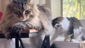 Il nuovo gattino arriva in casa e la famiglia non si aspetta ciò che succede con il gatto anziano