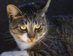 Questi proprietari di gatti raccontano le cose peggiori fatte dai loro quattrozampe e alcune sono incredibili