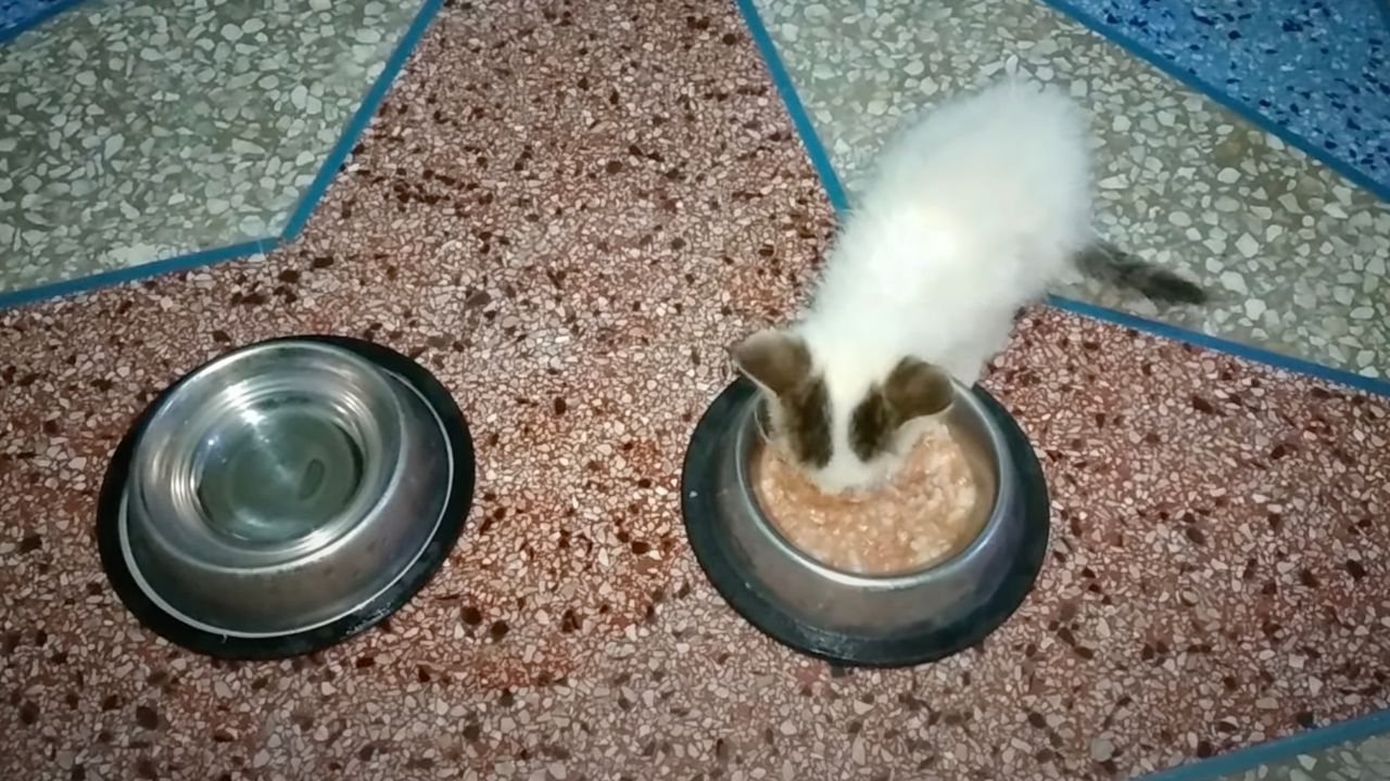 Gatto mangia dalla ciotola