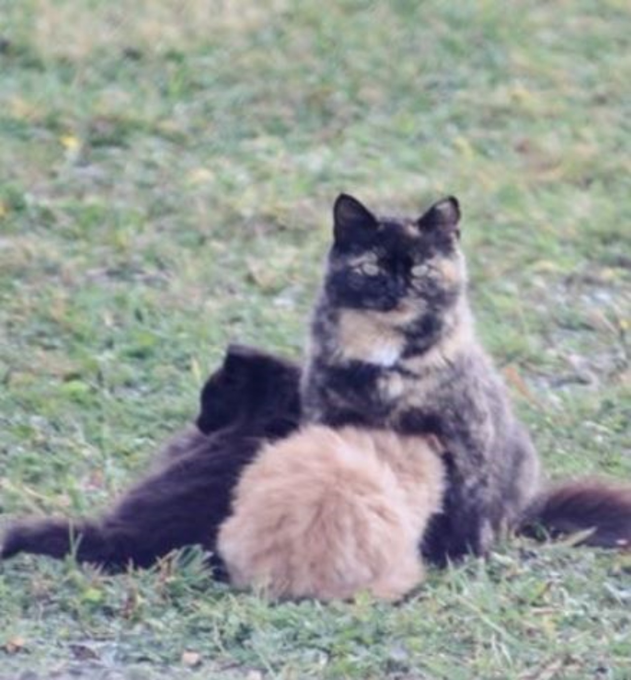 Dei gattini con la loro mamma