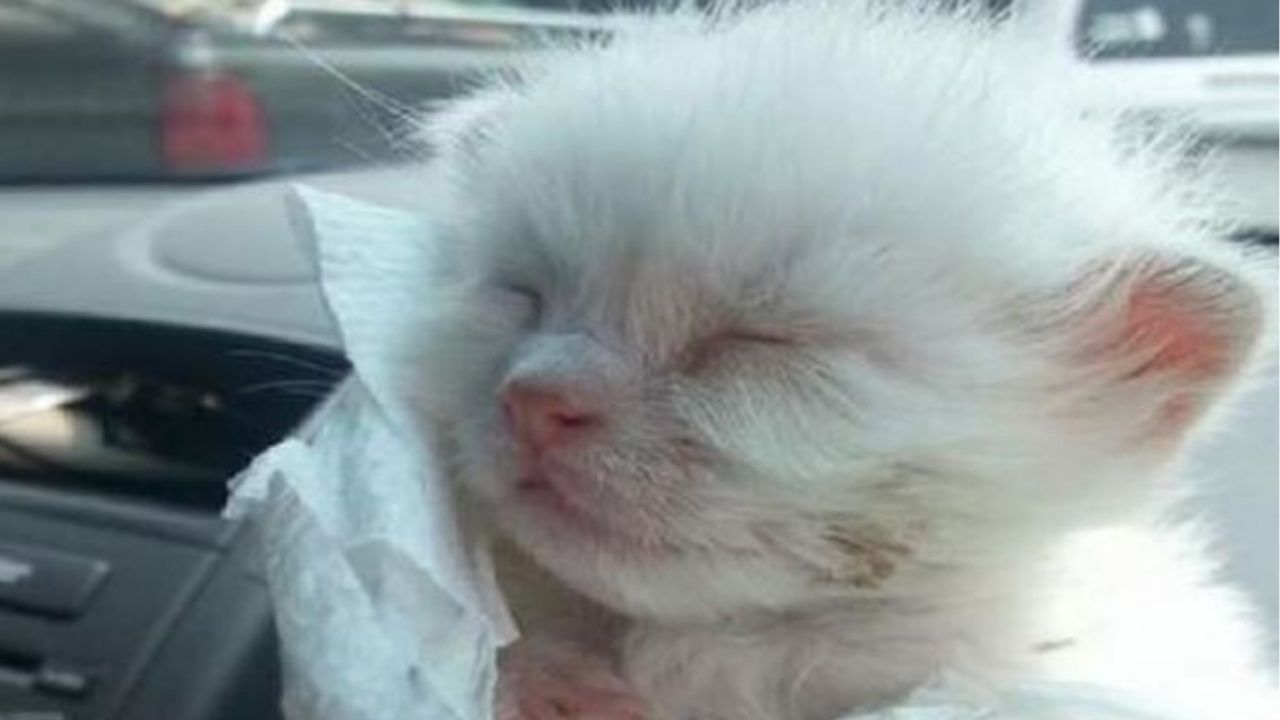 Un gattino bianco molto piccolo