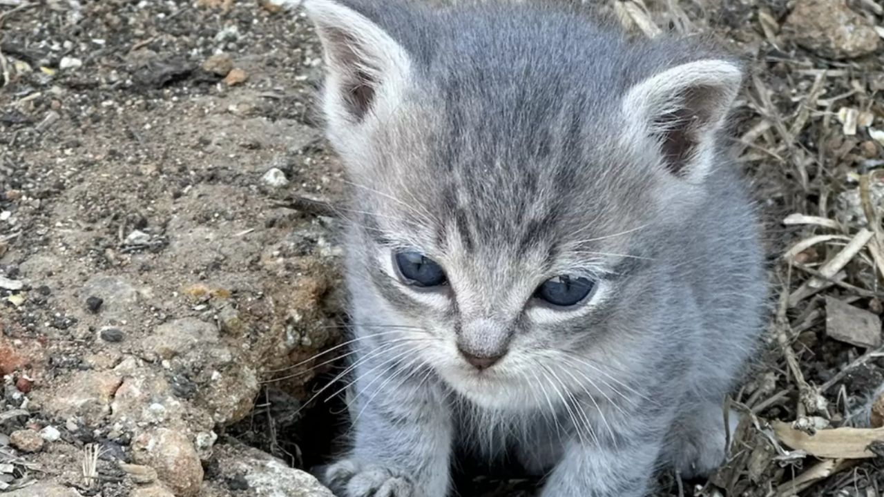 gatto con manto grigio