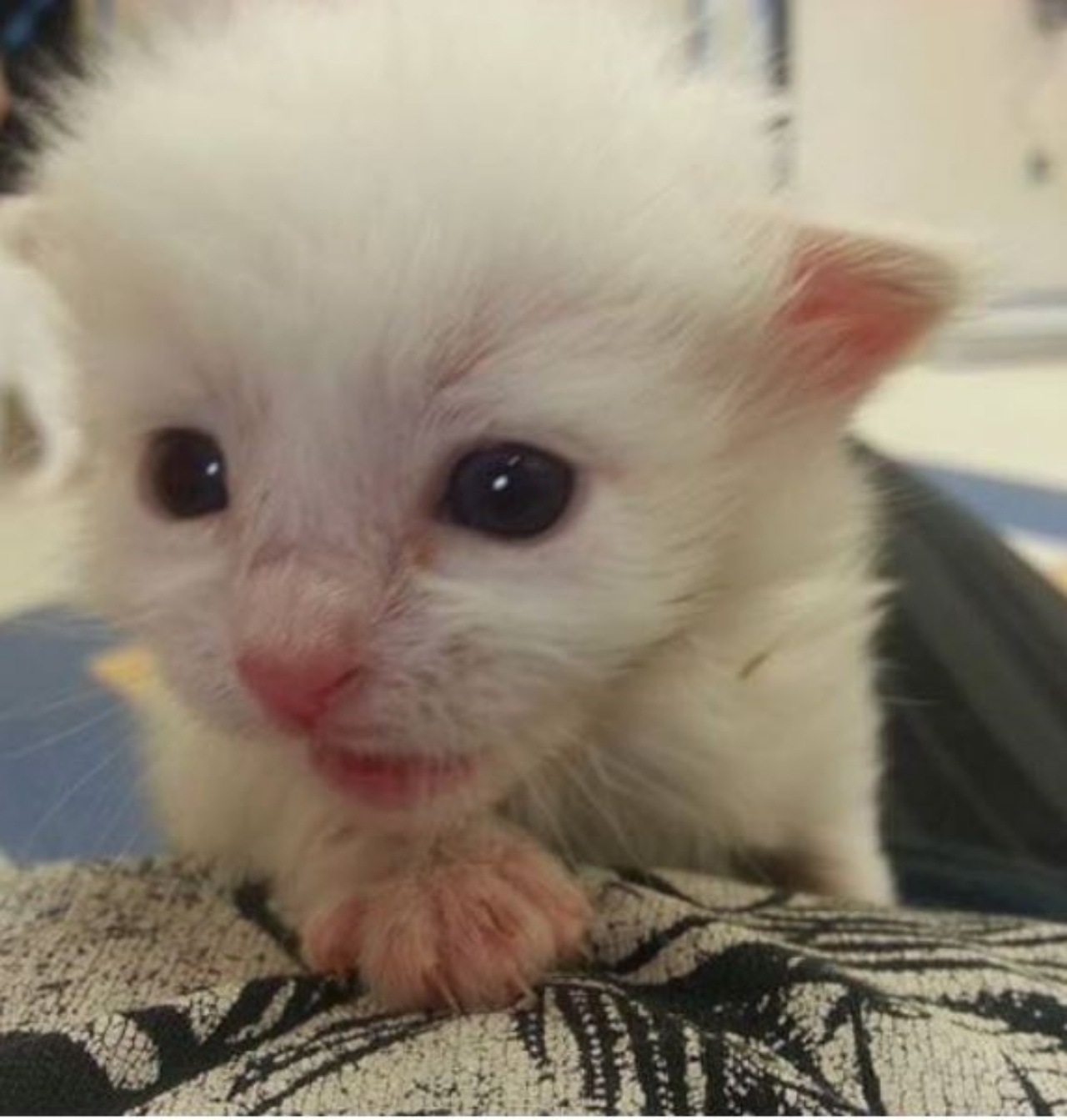 Un gattino bianco molto piccolo