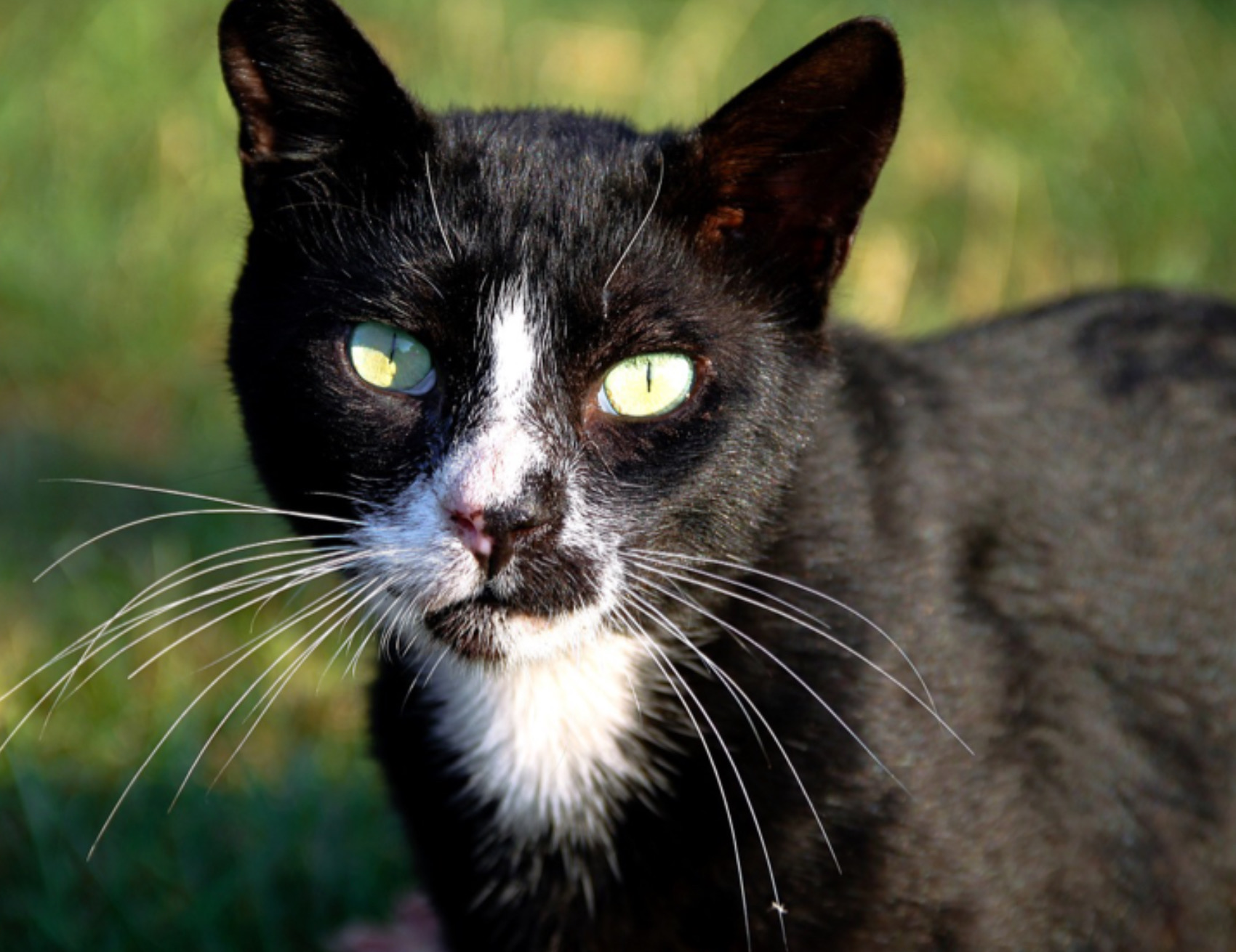 Gatto guarda fisso