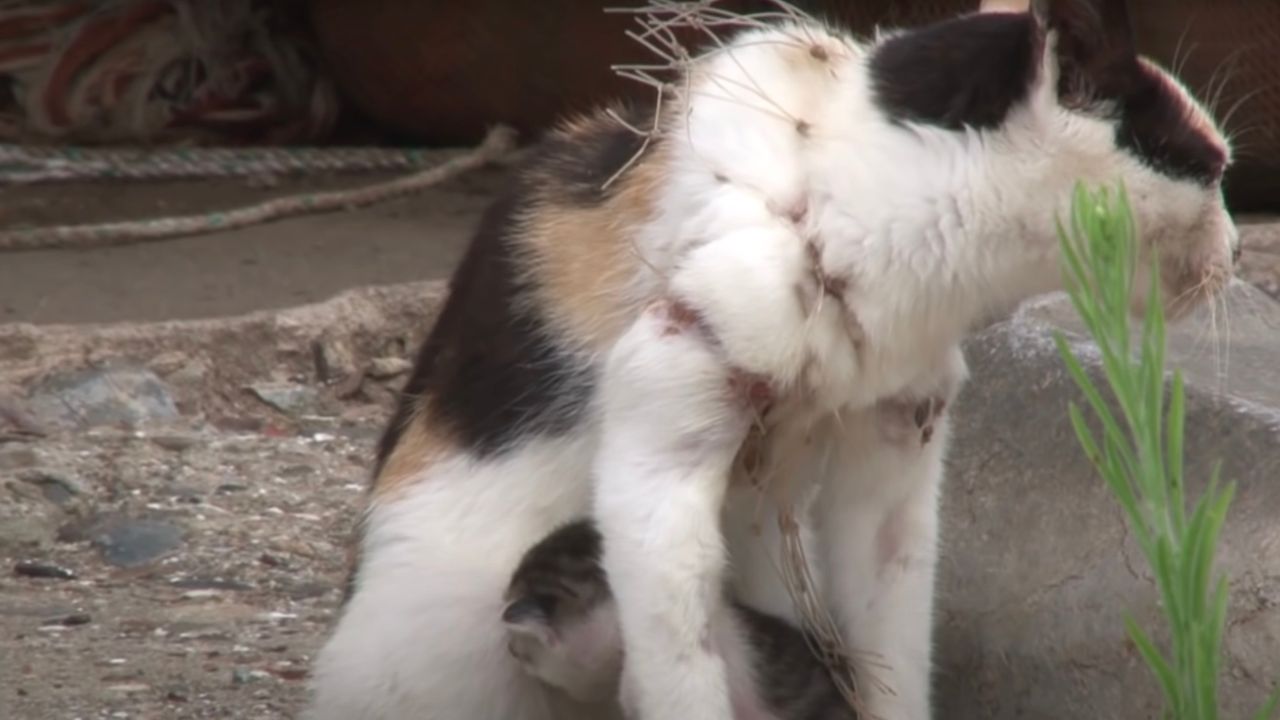 Mamma gatta con cucciolo