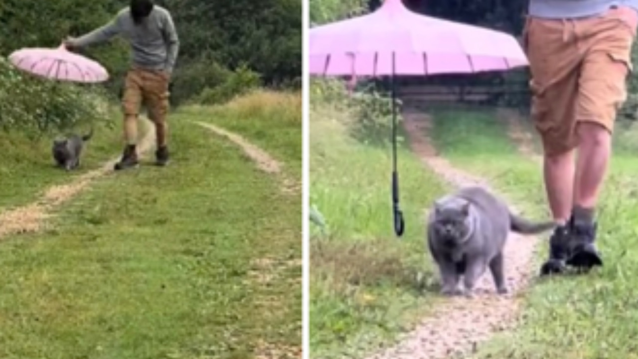 Gatto in giro con il suo umano