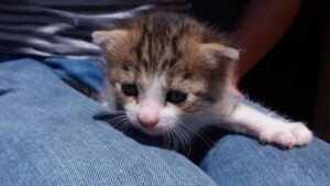 Una lettera d’addio per te, gatto mio, che sei volato sul ponte dell’arcobaleno