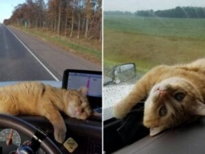 Lo avevano abbandonato, poi un camion è passato di lì: ora il gatto viaggia con un nuovo padrone