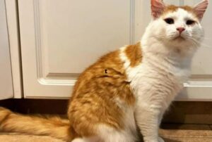 Dopo molte delusioni, questo gatto si trasforma in un… catsitter molto speciale