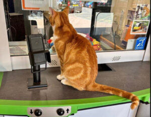 5 foto di gatti pronti a riprendere al lavorare, pronti per affrontare il mese di settembre