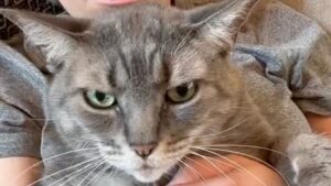 Come il Grumpy Cat: questo gatto sta conquistando tutti per la sua espressione imbronciata