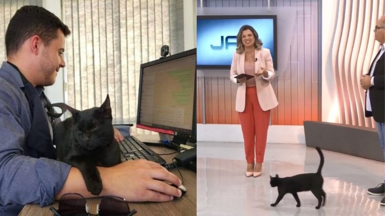 Gatto nero adottato da redazione programma TV