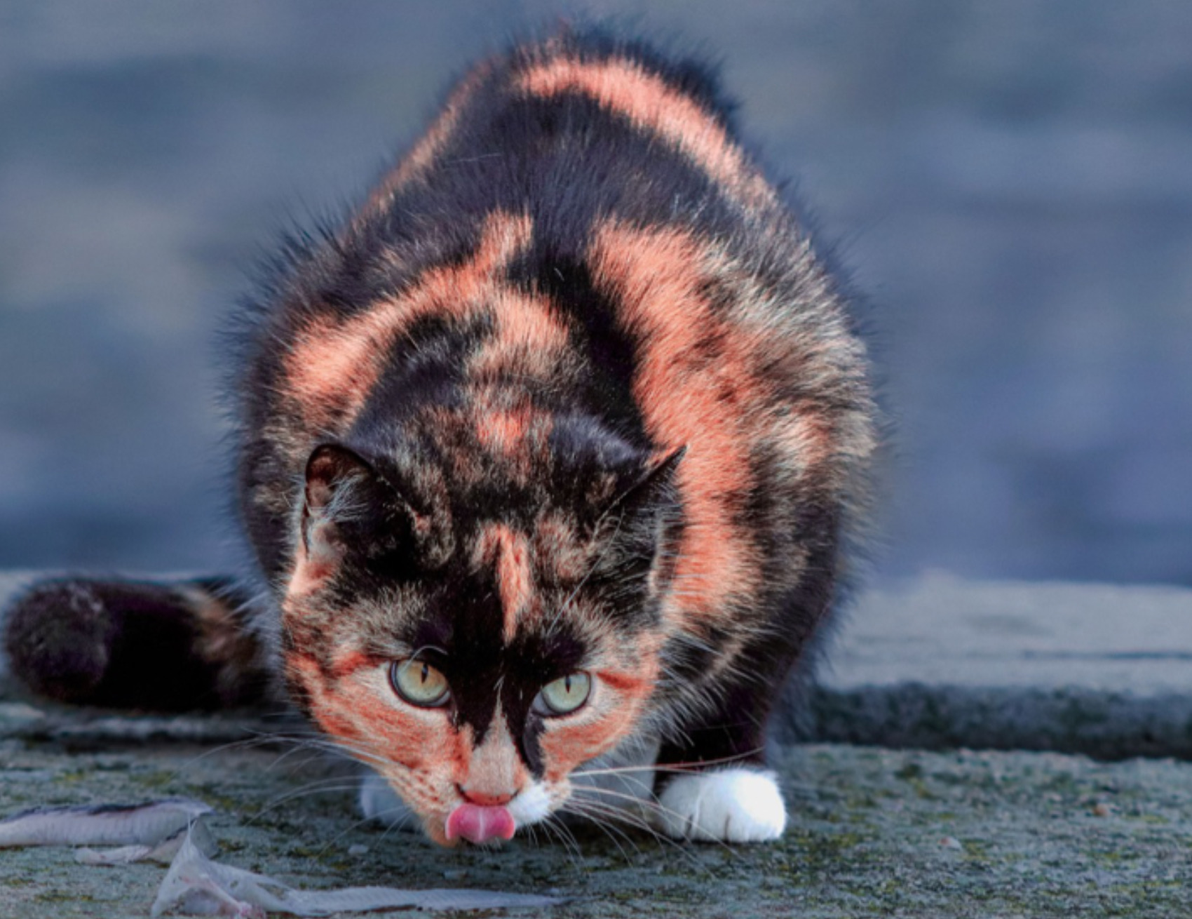 Gatto guarda fisso