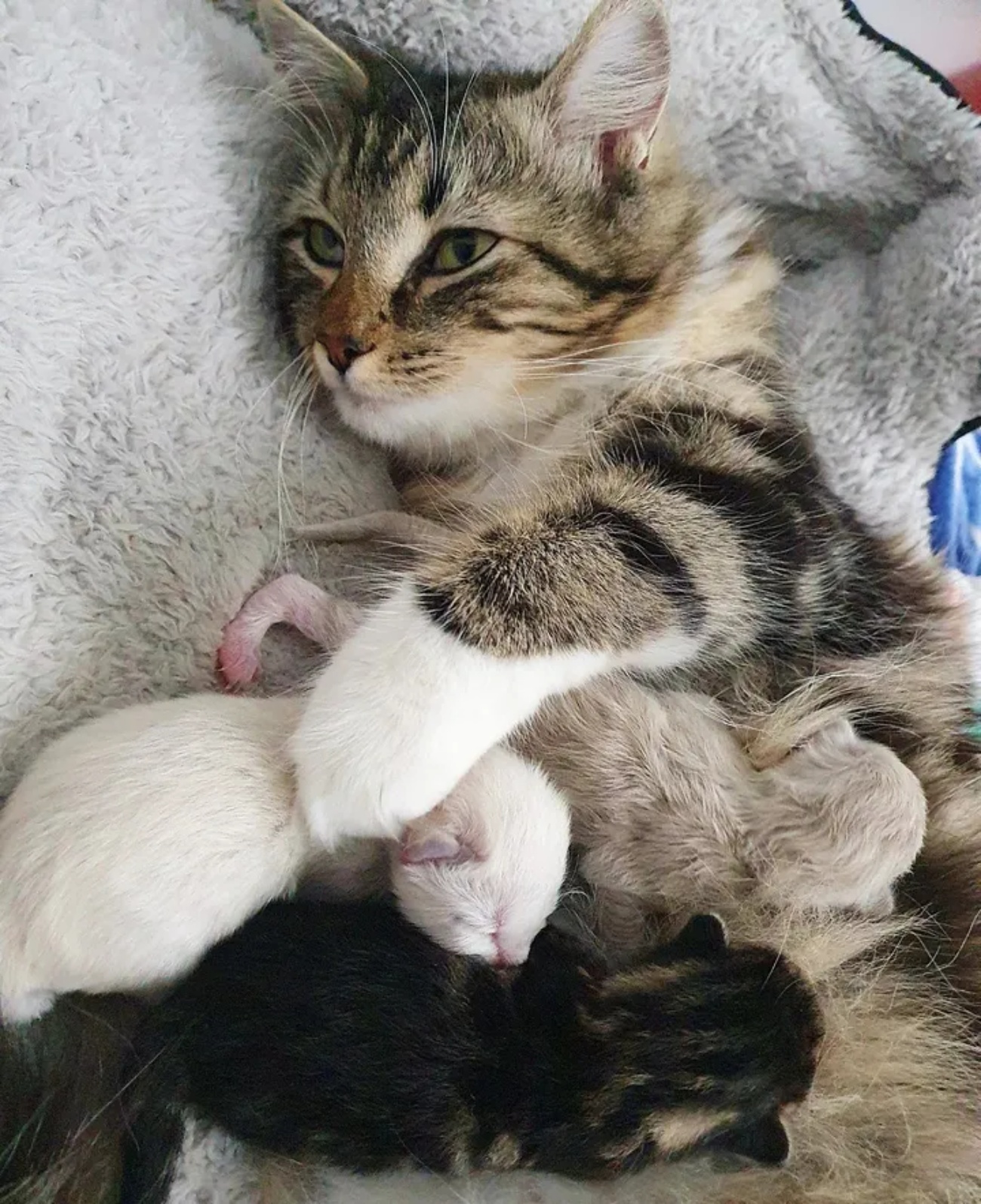 gattini e mamma gatta