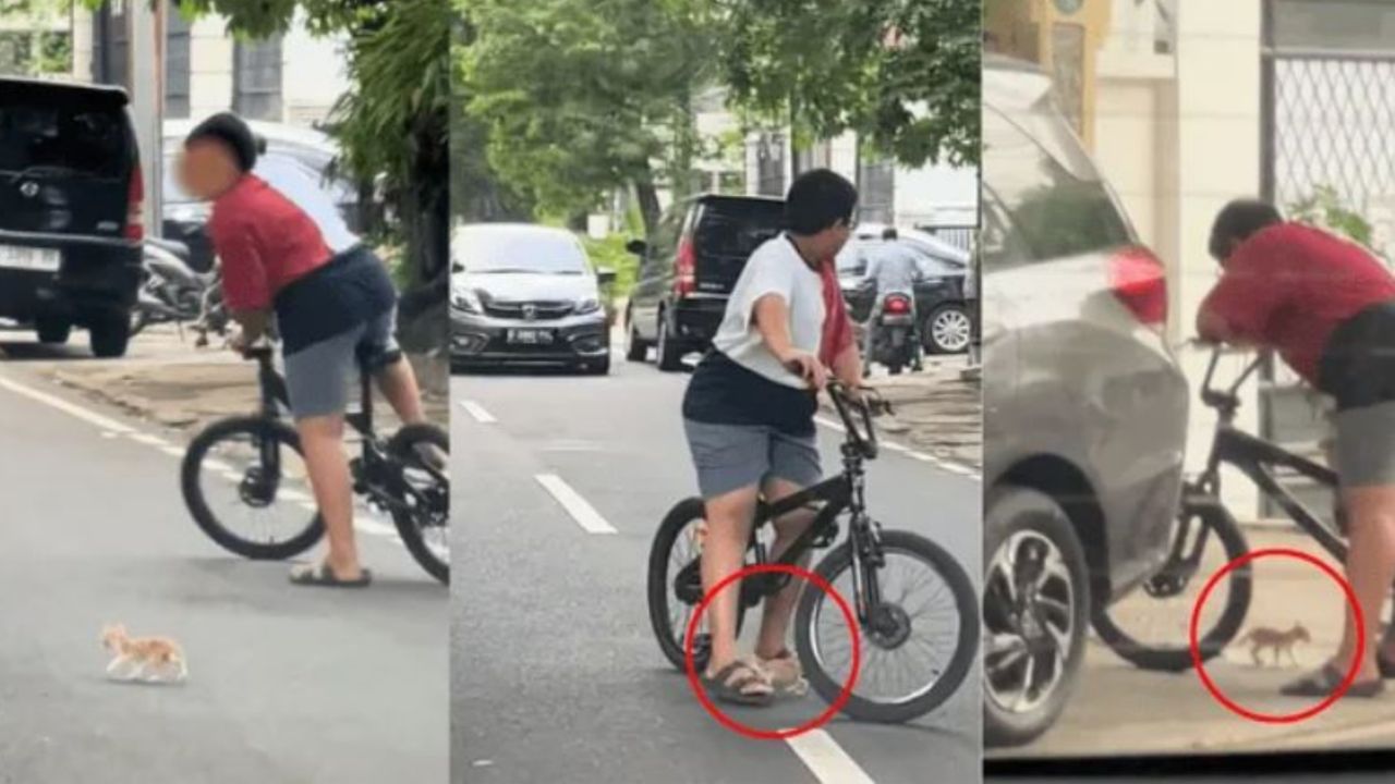 un bimbo in bicicletta con un gattino