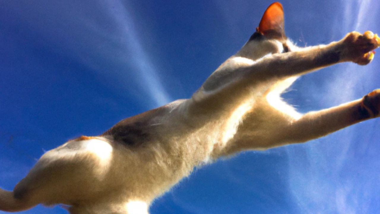 gatto che attraversa il cielo