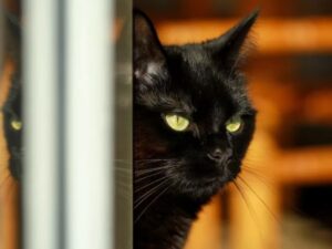 Il gatto viene chiuso fuori e la telecamera del campanello riprende tutto il suo disappunto