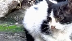 Trovato per strada, il gattino era solo e pieno di pulci: non meritava di essere abbandonato lì