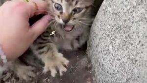 La ragazza ha deciso di correre a perdifiato in autostrada pur di salvare il gattino in difficoltà