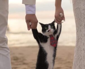 L’ospite più tenero di questo matrimonio? È il gatto: le foto degli sposi sono il ritratto della felicità