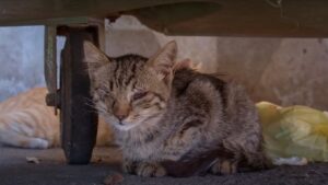 Il gatto cieco, giovane ma sofferente, è stato salvato dalla discarica appena in tempo