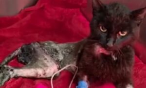 In fin di vita e paraplegico, questo gatto è tornato a splendere: “Nessuno avrebbe scommesso su di lui”