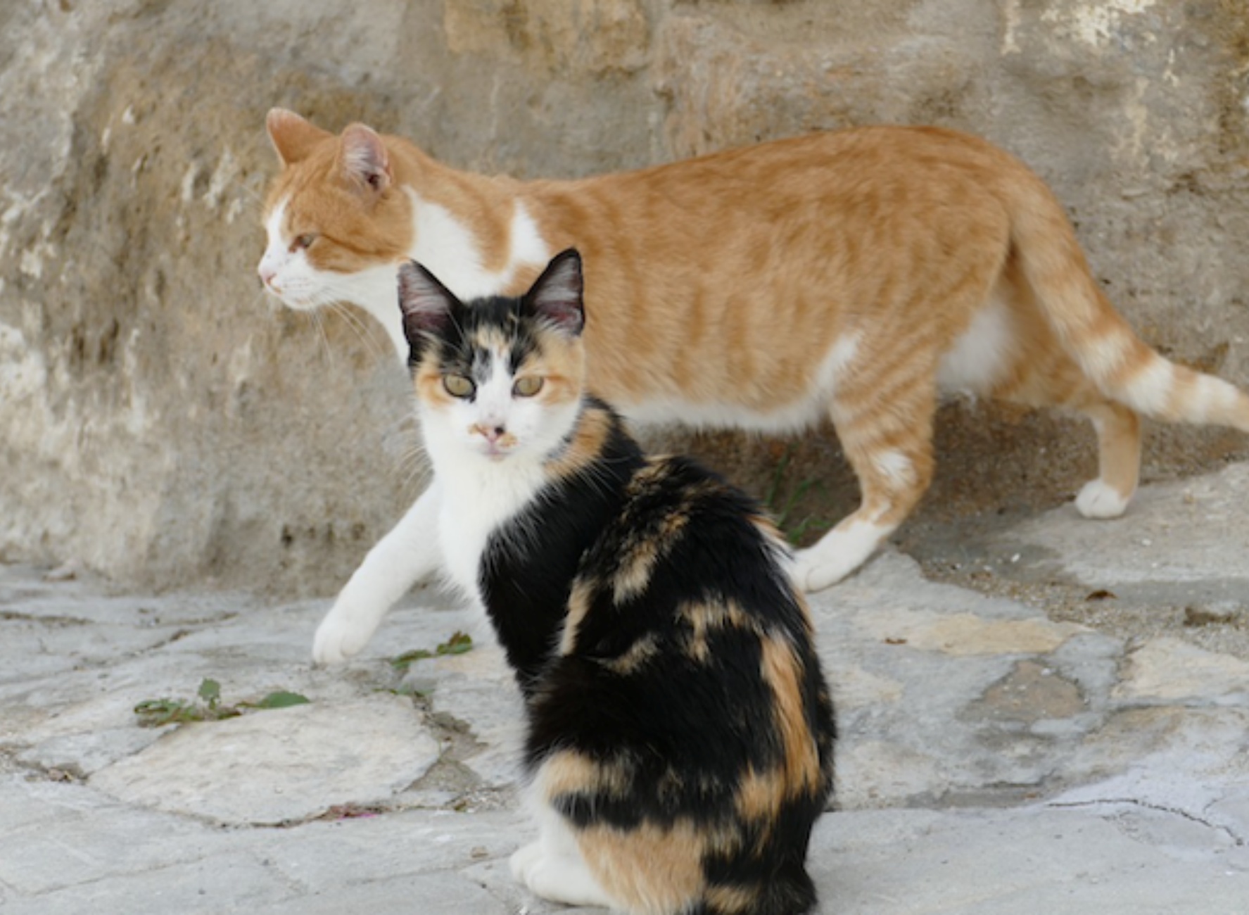 gatti scomparsi sassari