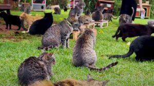 Questa donna ha deciso di far abitare 600 gatti in un vero e proprio paradiso tropicale