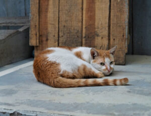 Queste sono alcune cose super interessanti che non sapevi sulla coda del tuo gatto