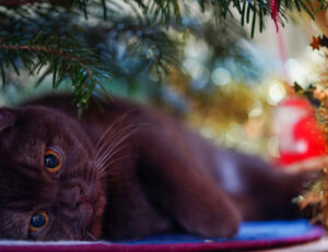 Questi sono i motivi per cui non dovresti mai usare l’albero di Natale per spaventare i tuoi gatti