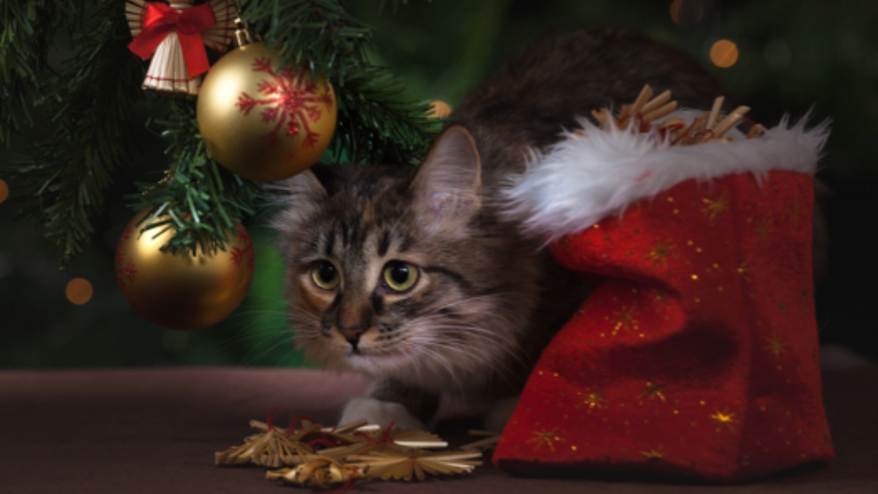 Gatto sotto l’albero di Natale