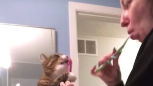 Questo gatto è davvero coinvolto nelle azioni che la sua mamma compie durante la beauty routine