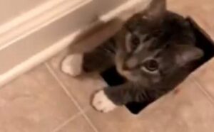 Il gattino randagio decide di intrufolarsi in una casa e poi prende una decisione: ci vivrà per sempre (VIDEO)