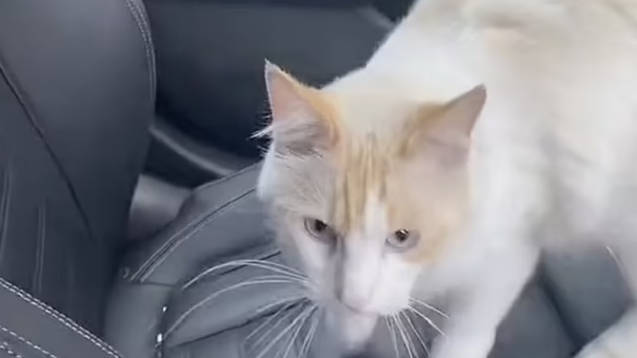 Gatto sull'auto del proprietario