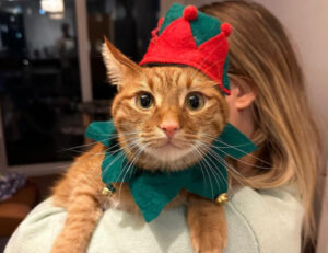 Babbo Natale, ma non solo: queste foto di gatti vestiti da elfi sono veramente super tenere