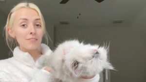 Il gattino ragdoll si gode un sonno così riposante e godurioso che tutti quanti si sciolgono