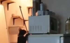 Pur di giocare ancora questi due gatti liberano il giocattolo rimasto incastrato troppo in alto (VIDEO)