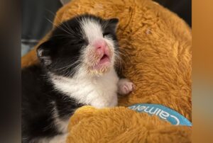 Per dare a questo gattino orfano la sensazione che la mamma fosse lì hanno scelto un peluche ad hoc