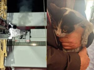 È successo in Italia: dei valorosi Vigili del Fuoco hanno salvato un gatto da un incendio