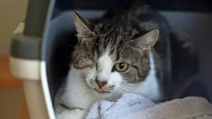 Gatto con un occhio solo abbandonato: Walli trova una casa per sempre