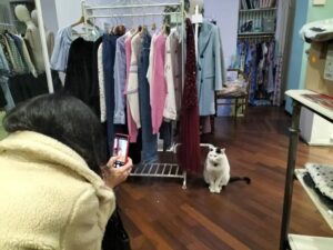 Gatto influencer di Ancona è una star in via degli Orefici: Willy ama gli aperitivi