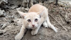 Marito scambia il gatto della moglie con un sosia