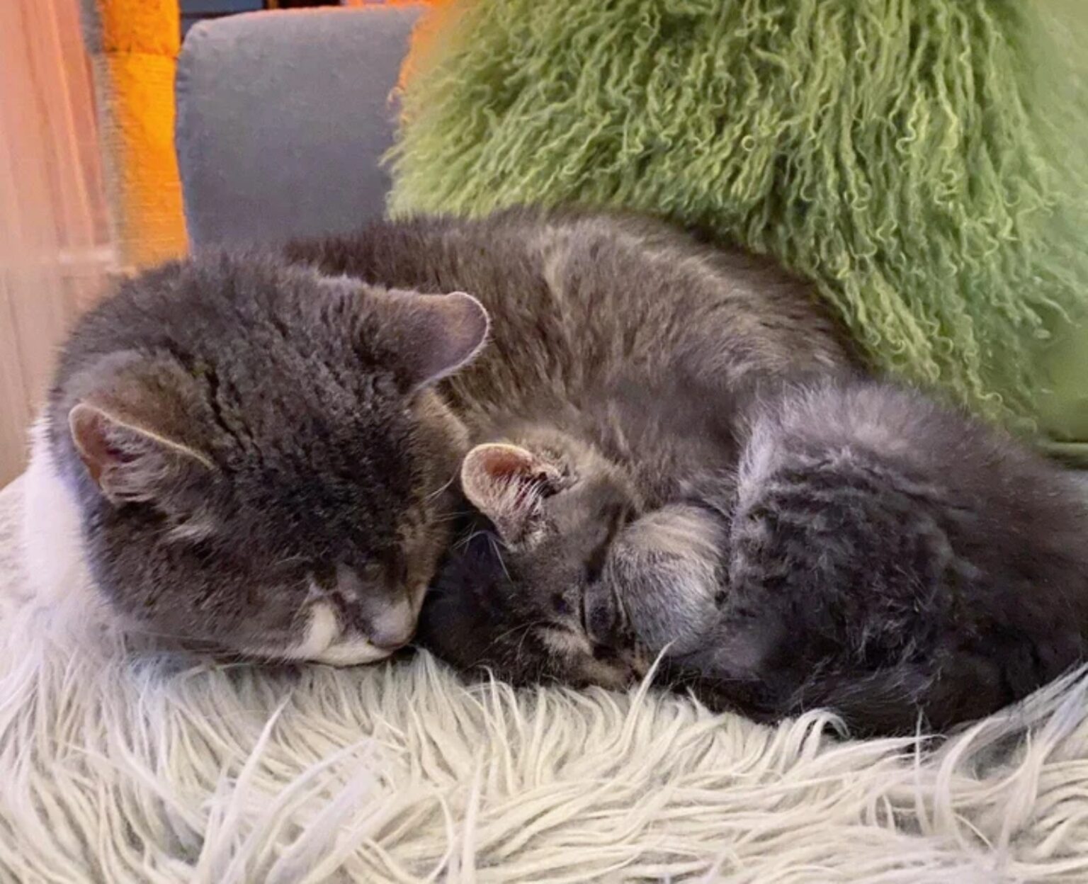 Il Gatto Che Ha Vissuto Anni In Strada Finalmente Grato Di Aver Trovato Una Casa Amorevole