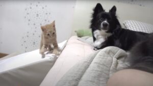 Questo gatto è stato salvato e cresciuto da un Border Collie e ora si sente proprio un cane