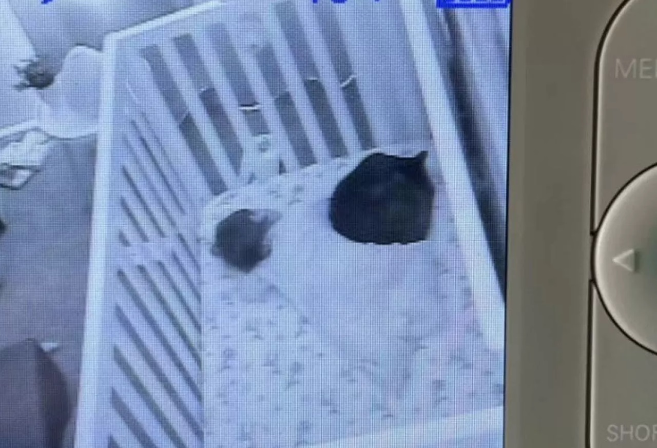 Gatto dorme con la neonata