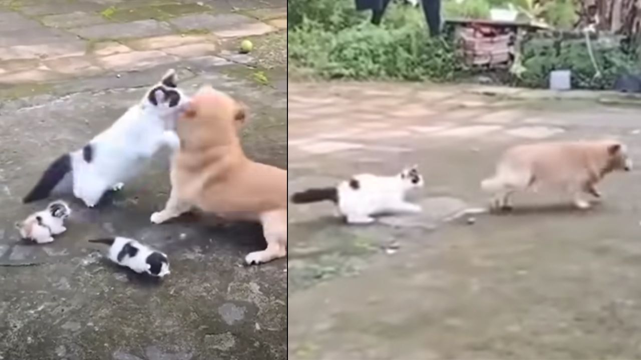 gatta difende cuccioli