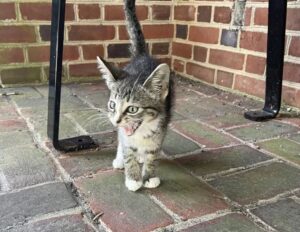 Il gattino abbandonato che vive alla fermata dell’autobus implora tutti i passeggeri di portarlo a casa